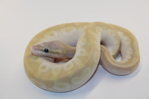 Schlangen kaufen und verkaufen Foto: Zum Verkauf steht ein Pastel CrystalKönigspython Weibchen Schlangen kaufen und verkaufen Foto: Zum Verkauf steht ein Pastel CrystalKönigspython Weibchen