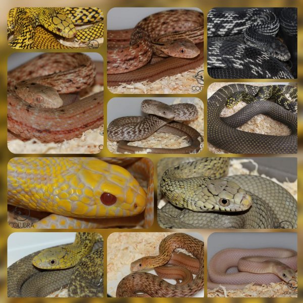 Schlangen kaufen und verkaufen Foto: Shipment of reptiles from USA is coming