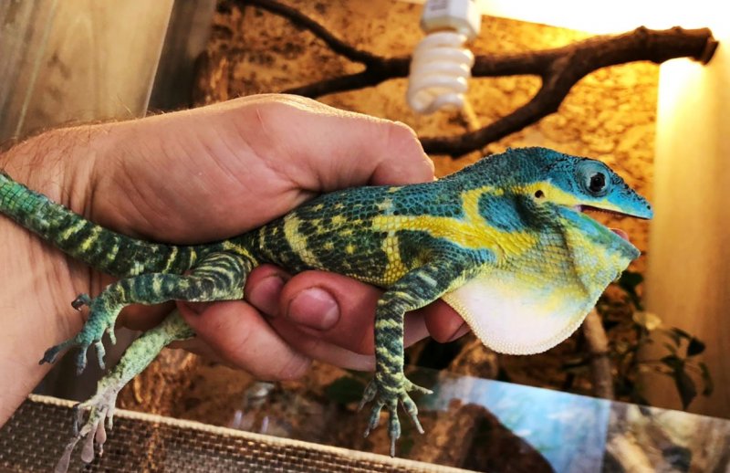 Echsen kaufen und verkaufen Foto: 2,2 Anolis potior CB/2020 Echsen kaufen und verkaufen Foto: 2,2 Anolis potior CB/2020
