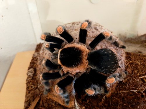 Vogelspinnen kaufen und verkaufen Foto: Biete Brachipelma Smithi 0.1 adult, inkl. Terrarium Vogelspinnen kaufen und verkaufen Foto: Biete Brachipelma Smithi 0.1 adult, inkl. Terrarium
