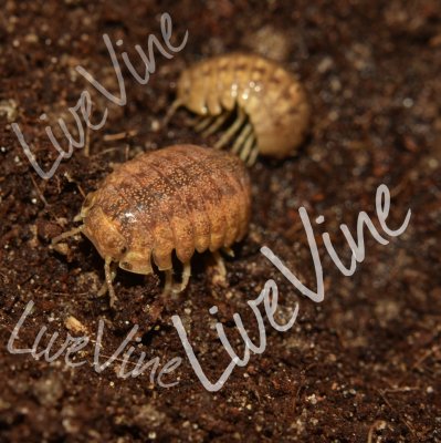 andere Wirbellose kaufen und verkaufen Foto: 30x Helleria brevicornis small available.Short horn pill andere Wirbellose kaufen und verkaufen Foto: 30x Helleria brevicornis small available.Short horn pill