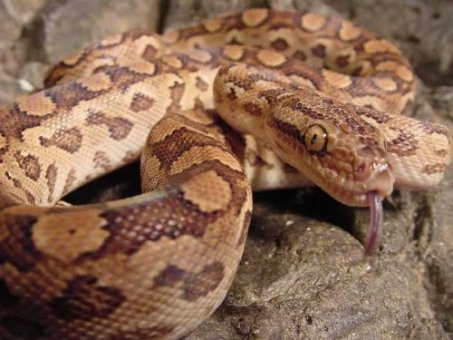 Schlangen kaufen und verkaufen Foto: Epicrates alvarezi male 2014
