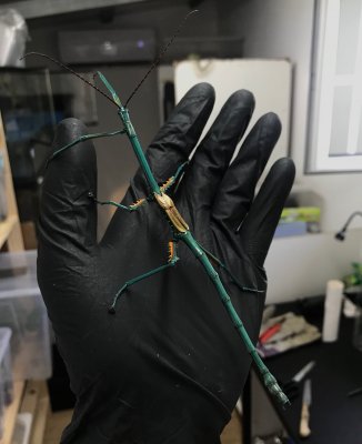 Insekten kaufen und verkaufen Foto: I have availableAchriptera MangaPeruphasma SchulteiLarves of Mechynorrhy Insekten kaufen und verkaufen Foto: I have availableAchriptera MangaPeruphasma SchulteiLarves of Mechynorrhy