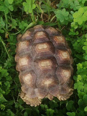 Landschildkröten kaufen und verkaufen Foto: Sulcata (Probably female) = 200 euro + Landschildkröten kaufen und verkaufen Foto: Sulcata (Probably female) = 200 euro +