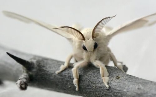 Echsen  kaufen und verkaufen Foto: Seidenraupen, Seidenspinner Bombyx Mori 