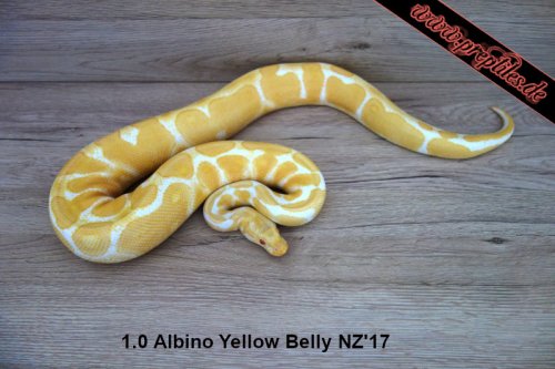 Schlangen kaufen und verkaufen Foto: Abzugeben:1.0 Ivory 100% Het. Albino (Breeder) NZ``151.0 Schlangen kaufen und verkaufen Foto: Abzugeben:1.0 Ivory 100% Het. Albino (Breeder) NZ``151.0