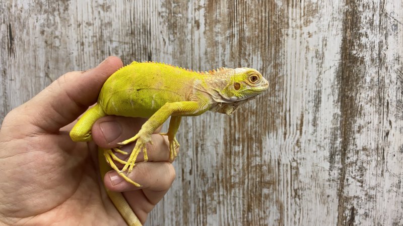 Echsen kaufen und verkaufen Foto: Delivery next week France-Germany-NetherlandsLizards-1.1 Tiliqua rugosa as Echsen kaufen und verkaufen Foto: Delivery next week France-Germany-NetherlandsLizards-1.1 Tiliqua rugosa as