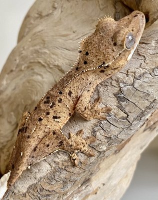 Geckos kaufen und verkaufen Foto: Correlophus ciliatus Dalmatiner abzugeben C. ciliatus Dalmatiner