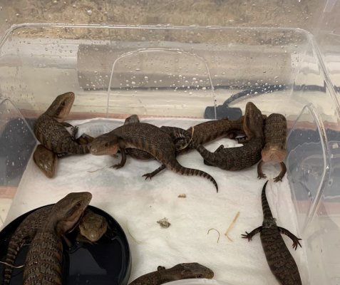 Skinke kaufen und verkaufen in den terraristik.com Kleinanzeigen Foto: Tiliqua scincoindes intermedia - Northern Blue Tongue Skinke kaufen und verkaufen in den terraristik.com Kleinanzeigen Foto: Tiliqua scincoindes intermedia - Northern Blue Tongue