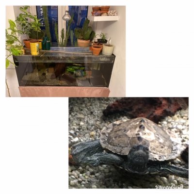 Schildkröten kaufen und verkaufen in den terraristik.com Kleinanzeigen Foto: Mississippi-Höckerschildkröte Schildkröten kaufen und verkaufen in den terraristik.com Kleinanzeigen Foto: Mississippi-Höckerschildkröte