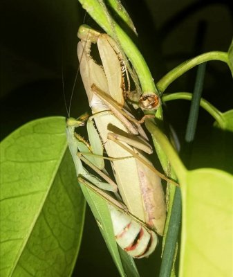 Insekten kaufen und verkaufen Foto: Sphodromantis sp oeethek25€Eu shipping with headpack no Insekten kaufen und verkaufen Foto: Sphodromantis sp oeethek25€Eu shipping with headpack no