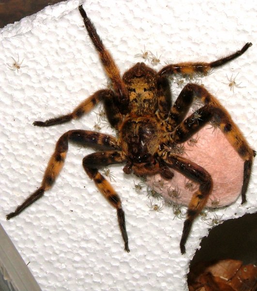 Spinnen und Skorpione kaufen und verkaufen Foto: Biete diverse "echte"-Spinnen, *****Jagdspinnen***********Heteropoda lunula 