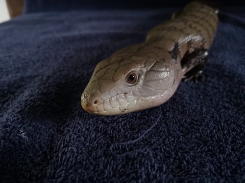 Lizards kaufen und verkaufen Photo: Verkaufe meinen 5 Jahre jungen BlauzungenskinkGeschlecht unbestimmtGröße