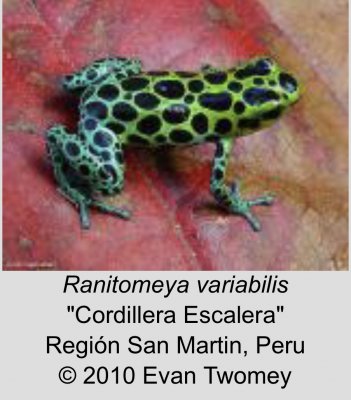 Pfeilgiftfrösche kaufen und verkaufen Foto: Suche:1.2.0 oder 0.0.4 Ranitomeya variabilis „Escalera“ bzw. Pfeilgiftfrösche kaufen und verkaufen Foto: Suche:1.2.0 oder 0.0.4 Ranitomeya variabilis „Escalera“ bzw.