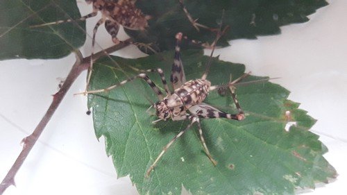 Insekten kaufen und verkaufen Foto: Phaeophilacris bredoides - cave cricketsubadult size,14,8 EUR/ Insekten kaufen und verkaufen Foto: Phaeophilacris bredoides - cave cricketsubadult size,14,8 EUR/