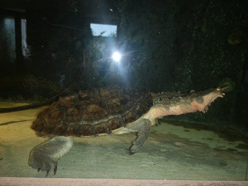 Schildkröten  kaufen und verkaufen Foto: *Chelus Fimbriata ( Fransenschildkröte "Mata-Mata")*Panzagröße 27-30 cm*anha
