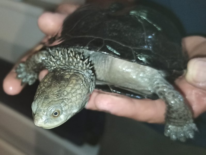 Schildkröten  kaufen und verkaufen Foto: Delivery Germany - Holland - France 0.0.2