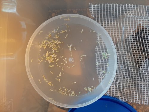 Insekten kaufen und verkaufen Foto: Biete Raupen (oder Eier solange verfügbar) von Insekten kaufen und verkaufen Foto: Biete Raupen (oder Eier solange verfügbar) von