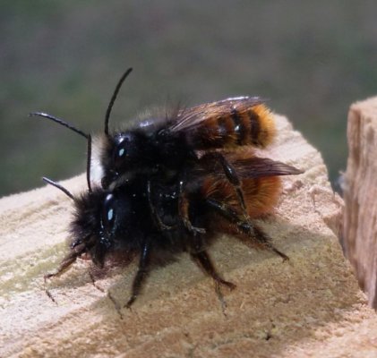 Insekten kaufen und verkaufen Foto: Biete kokons der gehörnten mauerbiene osmia cornuta.ideal Insekten kaufen und verkaufen Foto: Biete kokons der gehörnten mauerbiene osmia cornuta.ideal
