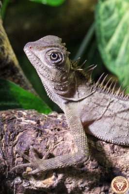Agamen kaufen und verkaufen Foto: 1.0 Malaysischer Nackenstachler (Acanthosaura armata)Zur Abgabe steht Agamen kaufen und verkaufen Foto: 1.0 Malaysischer Nackenstachler (Acanthosaura armata)Zur Abgabe steht