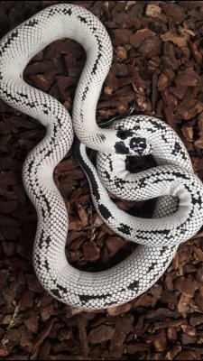 Schlangen kaufen und verkaufen Foto: Lampropeltis getula californiae