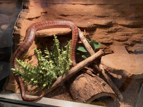 Schlangen kaufen und verkaufen in den terraristik.com Kleinanzeigen Foto: Kornnattern abzugeben Aus Zeitgründen gebe ich 3 Schlangen kaufen und verkaufen in den terraristik.com Kleinanzeigen Foto: Kornnattern abzugeben Aus Zeitgründen gebe ich 3