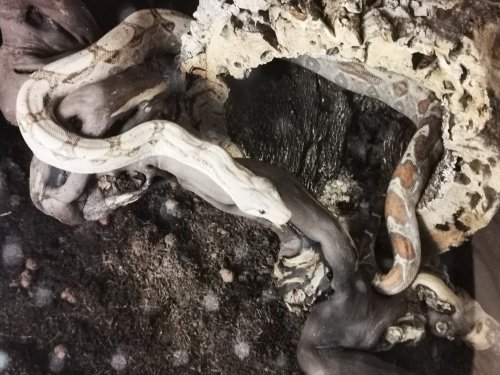 Schlangen kaufen und verkaufen in den terraristik.com Kleinanzeigen Foto: 0.1 Boa Constrictor Imperator Schlangen kaufen und verkaufen in den terraristik.com Kleinanzeigen Foto: 0.1 Boa Constrictor Imperator