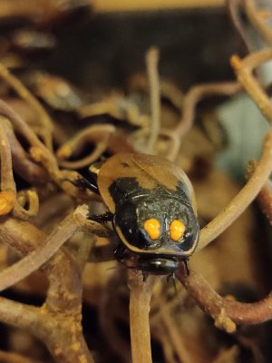 Insekten kaufen und verkaufen Foto: Lucihormetica subcincta - Leuchtschabe10 Stück mittlere Größe Insekten kaufen und verkaufen Foto: Lucihormetica subcincta - Leuchtschabe10 Stück mittlere Größe