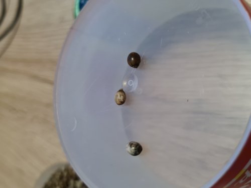 Insekten kaufen und verkaufen Foto: Wie auf den Bildern zu sehen ist, Insekten kaufen und verkaufen Foto: Wie auf den Bildern zu sehen ist,