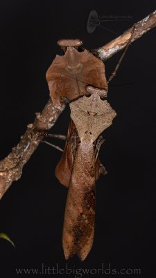 Insekten kaufen und verkaufen Foto: -Deroplatys desiccasta (IGM 335) L5-L6 Pärchen -Acromantis Insekten kaufen und verkaufen Foto: -Deroplatys desiccasta (IGM 335) L5-L6 Pärchen -Acromantis