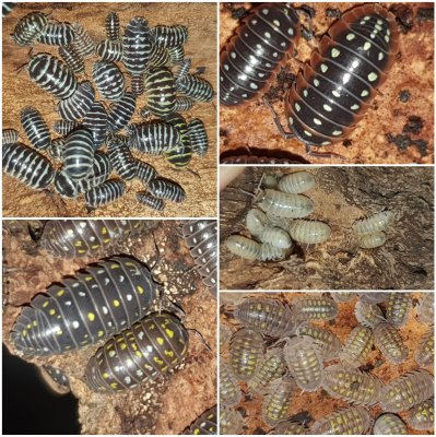 Insekten kaufen und verkaufen Foto: Biete verschiedene Assel Arten je zuchtansatz 10-12 Insekten kaufen und verkaufen Foto: Biete verschiedene Assel Arten je zuchtansatz 10-12