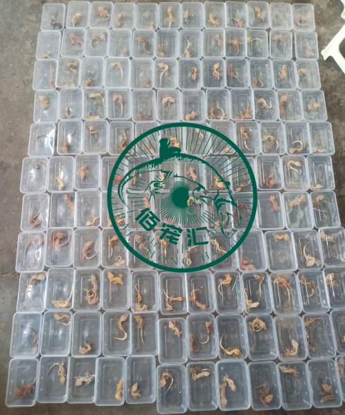 Geckos kaufen und verkaufen in den terraristik.com Kleinanzeigen Foto: Asian creep pet wholesaler looking for Rhacodactylus Geckos kaufen und verkaufen in den terraristik.com Kleinanzeigen Foto: Asian creep pet wholesaler looking for Rhacodactylus