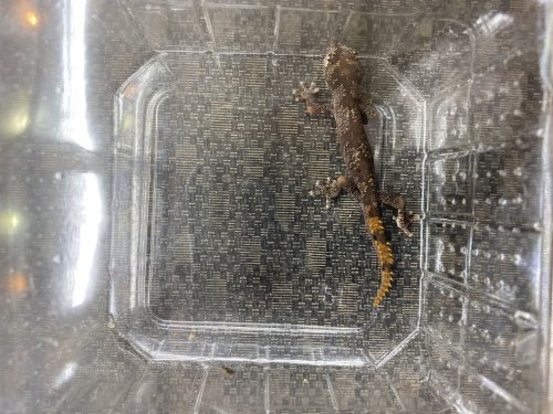 Geckos kaufen und verkaufen Foto: 2.0 Strophurus ciliaris ciliaris 6.-8.20201.0 Strophurus rankini