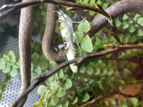Insekten kaufen und verkaufen Foto: Zum Verkauf steht ein Adultes Pseudocreobotra wahlbergii Insekten kaufen und verkaufen Foto: Zum Verkauf steht ein Adultes Pseudocreobotra wahlbergii