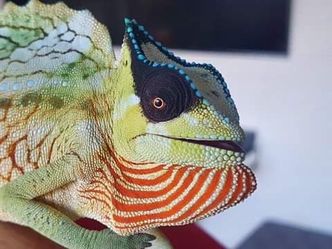 Echsen kaufen und verkaufen in den terraristik.com Kleinanzeigen Foto: Cb Trioceros cristatus, several bloodlines Echsen kaufen und verkaufen in den terraristik.com Kleinanzeigen Foto: Cb Trioceros cristatus, several bloodlines
