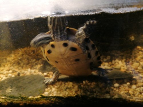 Sumpfschildkröten kaufen und verkaufen Foto: Dringend 2 Gelbwangenschildkröten abzugeben.Wir haben die 2