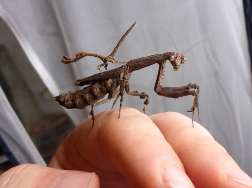 Insekten kaufen und verkaufen Foto: Biete diverse Wirbellose. Unter anderem (nicht vollständig):Popa Insekten kaufen und verkaufen Foto: Biete diverse Wirbellose. Unter anderem (nicht vollständig):Popa