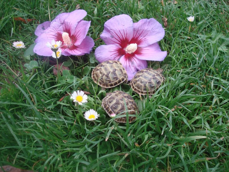 Turtles and Tortoises kaufen und verkaufen Photo: Testudo - hermanni, marginata, graeca, horsfieldi + forms & subspecies