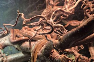 Nattern ungiftige kaufen und verkaufen Foto: Nachzuchten Coelognathus helenus , Indische Schmucknatter Nattern ungiftige kaufen und verkaufen Foto: Nachzuchten Coelognathus helenus , Indische Schmucknatter