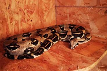 Boas kaufen und verkaufen Photo: Boa constrictor longi cauda