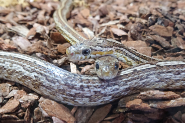 Colubrids kaufen und verkaufen Photo: Zwei Kornnattern mit oder ohne Terrarium