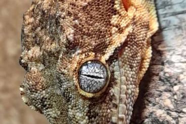 Geckos kaufen und verkaufen Photo: 0,1 Rhacodactylus auriculatus NZ 2022 Geckos kaufen und verkaufen Photo: 0,1 Rhacodactylus auriculatus NZ 2022