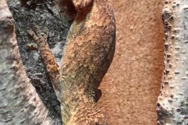 Geckos kaufen und verkaufen Photo: 0.1 Rhacodactylus auriculatus NZ 22 Geckos kaufen und verkaufen Photo: 0.1 Rhacodactylus auriculatus NZ 22