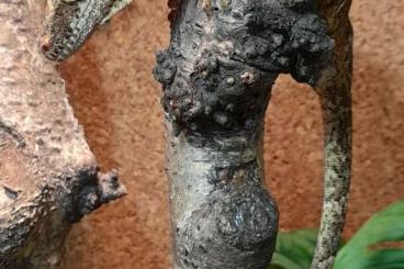 Geckos kaufen und verkaufen Photo: Rhacodactylus auriculatus 0.1 NZ 2022 Geckos kaufen und verkaufen Photo: Rhacodactylus auriculatus 0.1 NZ 2022