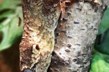 Echsen kaufen und verkaufen Foto: Rhacodactylus auriculatus 0.1 NZ 2022 Echsen kaufen und verkaufen Foto: Rhacodactylus auriculatus 0.1 NZ 2022
