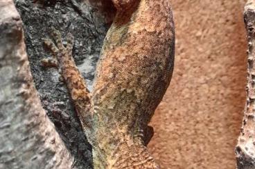 Geckos kaufen und verkaufen Photo: Höckerkopfgecko Weibchen Geckos kaufen und verkaufen Photo: Höckerkopfgecko Weibchen