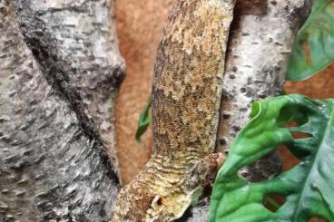 Geckos kaufen und verkaufen Photo: 0,1 Rhacodactylus auriculatus NZ 2022 Geckos kaufen und verkaufen Photo: 0,1 Rhacodactylus auriculatus NZ 2022