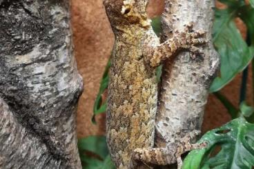 Lizards kaufen und verkaufen Photo: Höckerkopfgecko weiblich NZ 2022 Lizards kaufen und verkaufen Photo: Höckerkopfgecko weiblich NZ 2022