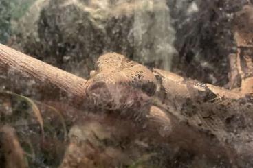 Boas kaufen und verkaufen Foto: Boa constrictor inkl. Zubehör ohne Terrarium