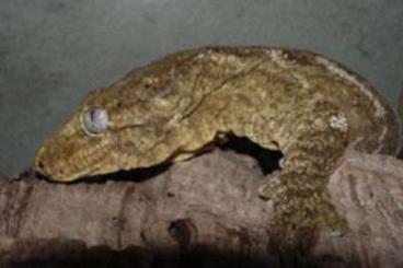 Geckos kaufen und verkaufen Photo: Neukaledonischer Riesengecko (Rhacodactylus leachianus)